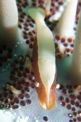 I spotted a huge crown of thorns feeding on the corals, a... by Jim Goh 
